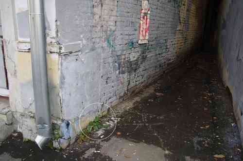 Common plantain(Plantago major)