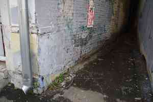 Common plantain(Plantago major)