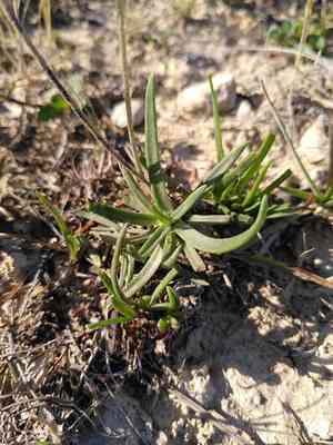 Sea plantain(Plantago maritima)
