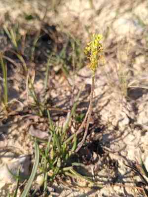 Sea plantain(Plantago maritima)