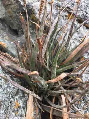 Sea plantain(Plantago maritima)