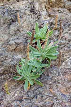 Sea plantain(Plantago maritima)
