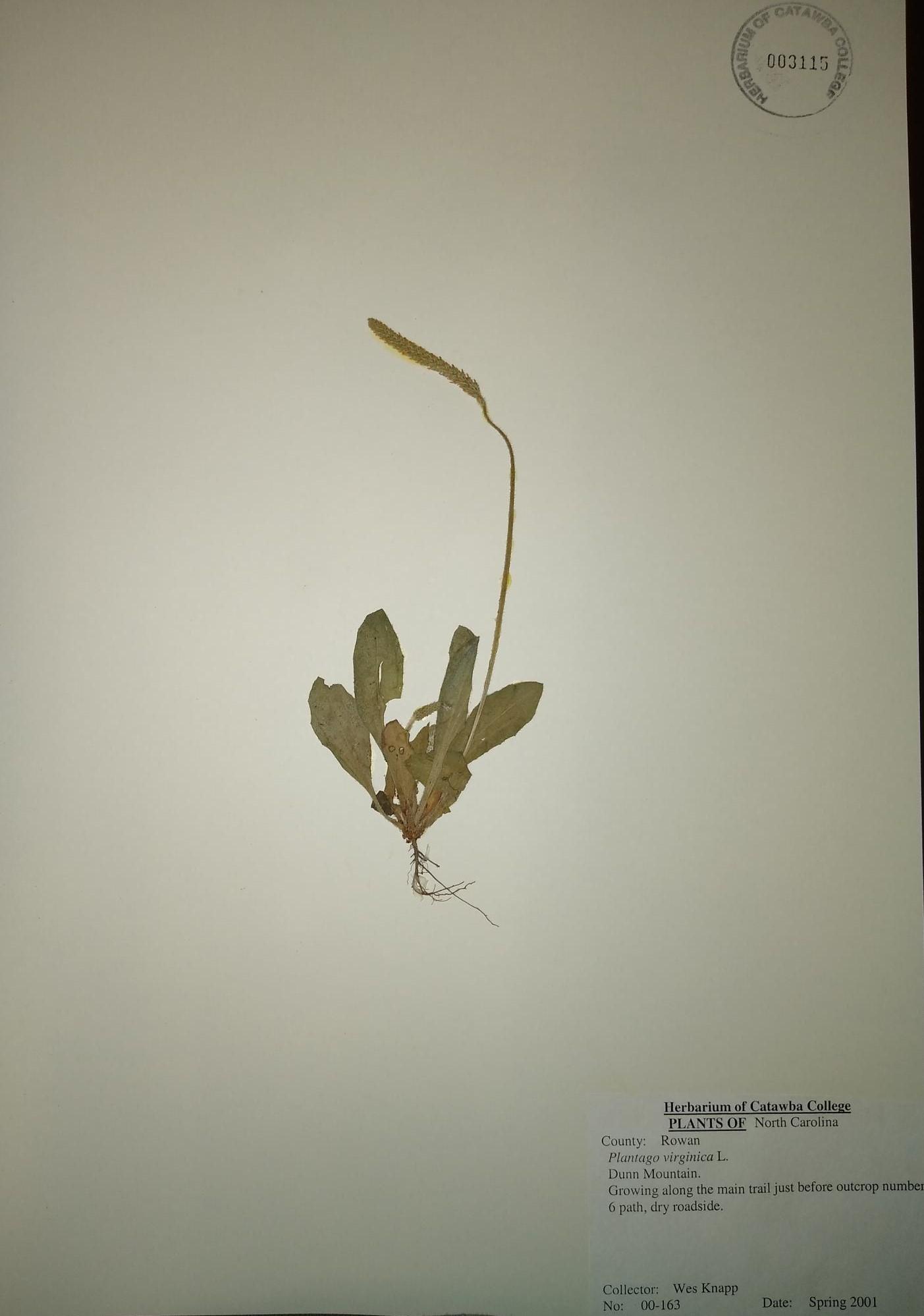 Virginia plantain