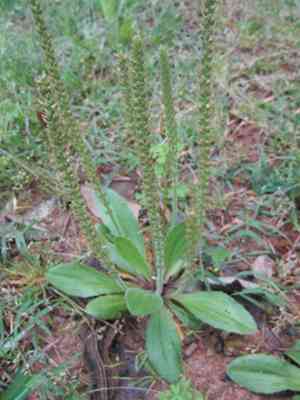 Virginia plantain(Plantago virginica)