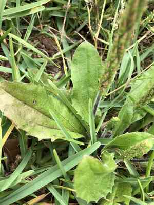 Virginia plantain(Plantago virginica)