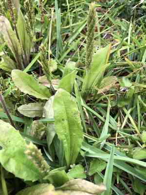 Virginia plantain(Plantago virginica)