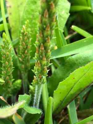 Virginia plantain(Plantago virginica)