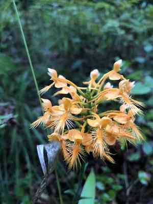 Yellow Fringed Orchid(Platanthera ciliaris)