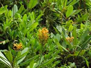 Yellow Fringed Orchid(Platanthera ciliaris)