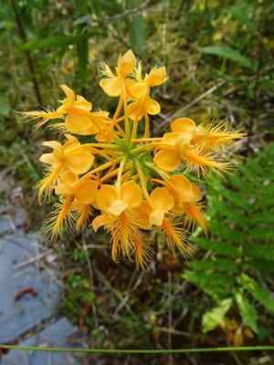 Yellow Fringed Orchid(Platanthera ciliaris)
