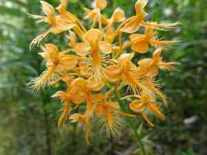 Yellow Fringed Orchid(Platanthera ciliaris)