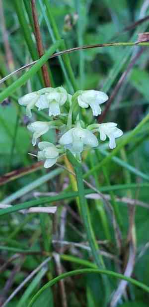 Small green wood orchid(Platanthera clavellata)