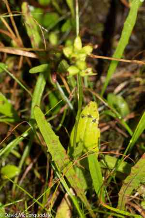 Small green wood orchid(Platanthera clavellata)