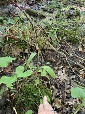 Small green wood orchid(Platanthera clavellata)
