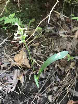 Small green wood orchid(Platanthera clavellata)