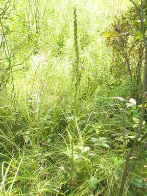Pale green orchid(Platanthera flava)