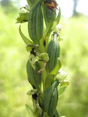 Pale green orchid(Platanthera flava)