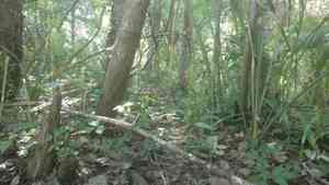 Pale green orchid(Platanthera flava)