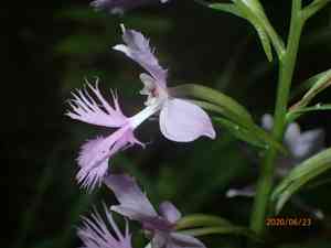 Greater purple fringed orchid(Platanthera grandiflora)