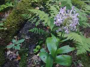 Greater purple fringed orchid(Platanthera grandiflora)