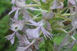 Greater purple fringed orchid(Platanthera grandiflora)