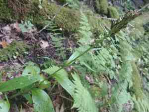 Greater purple fringed orchid(Platanthera grandiflora)