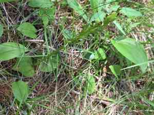 Hooker's orchid(Platanthera hookeri)