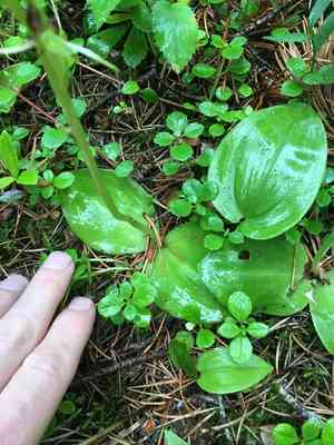 Hooker's orchid(Platanthera hookeri)