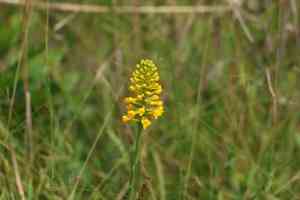 Yellow fringeless orchid(Platanthera integra)
