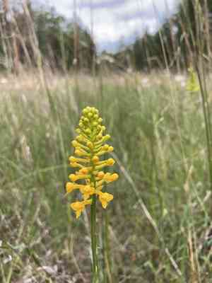 Yellow fringeless orchid(Platanthera integra)