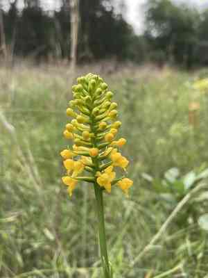 Yellow fringeless orchid(Platanthera integra)