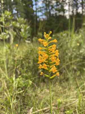 Yellow fringeless orchid(Platanthera integra)