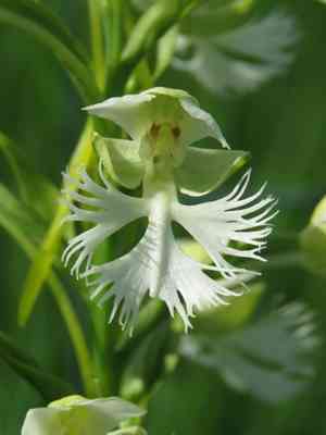 Prairie white fringed orchid(Platanthera leucophaea)