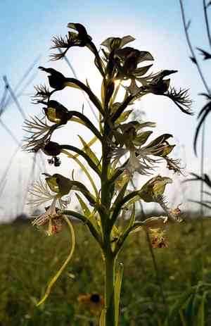 Prairie white fringed orchid(Platanthera leucophaea)