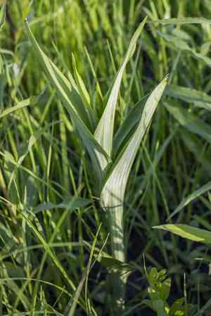Prairie white fringed orchid(Platanthera leucophaea)