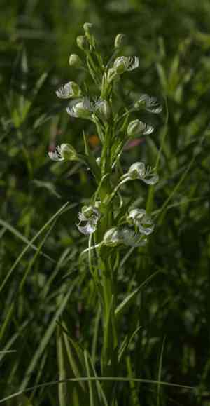 Prairie white fringed orchid(Platanthera leucophaea)
