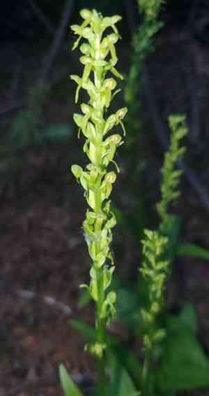 Purple petal bog orchid(Platanthera purpurascens)