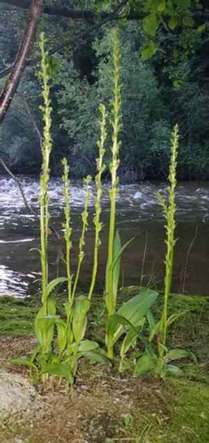 Purple petal bog orchid(Platanthera purpurascens)