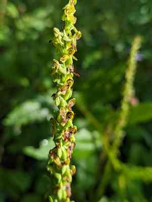 Purple petal bog orchid(Platanthera purpurascens)