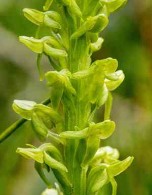 Purple petal bog orchid(Platanthera purpurascens)