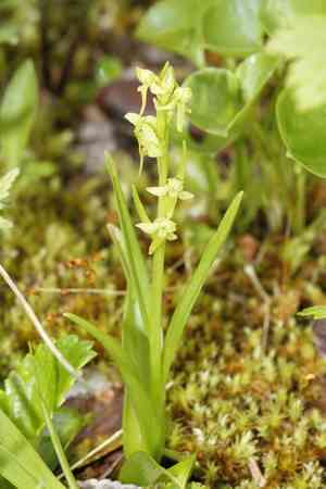 Slender bog orchid(Platanthera stricta)