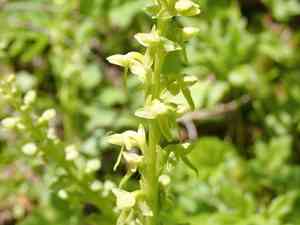 Slender bog orchid(Platanthera stricta)