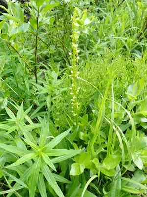 Slender bog orchid(Platanthera stricta)