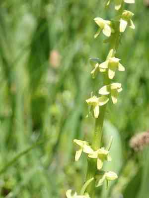 Slender bog orchid(Platanthera stricta)