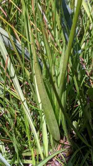 Yosemite bog orchid(Platanthera yosemitensis)