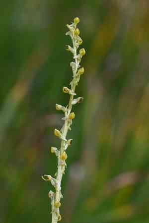 Yosemite bog orchid(Platanthera yosemitensis)