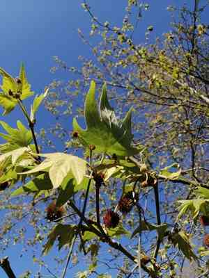 Oriental plane(Platanus orientalis)