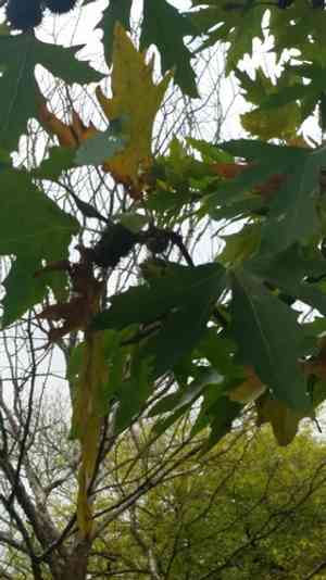 Oriental plane(Platanus orientalis)