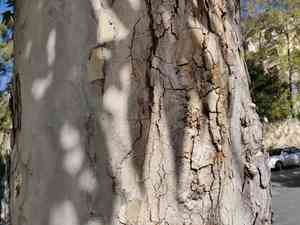 Oriental plane(Platanus orientalis)
