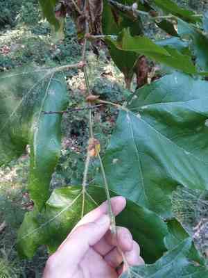 California sycamore(Platanus racemosa)